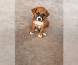 Golden Labrador Dogs for adoption in Brewster, NY, USA