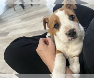 Medium Photo #4 American Pit Bull Terrier Puppy For Sale in Dana Point, CA, USA