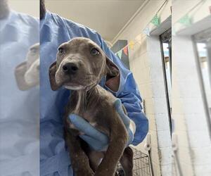American Pit Bull Terrier Dogs for adoption in San Bernardino, CA, USA