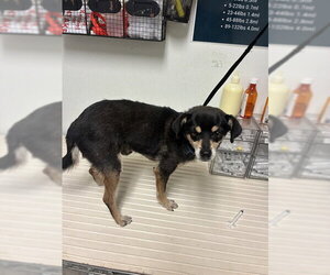 Chihuahua Dogs for adoption in Bakersfield, CA, USA