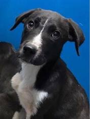 Borador Dogs for adoption in Greenville, TX, USA