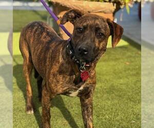 Labrador Retriever-Unknown Mix Dogs for adoption in San Diego, CA, USA