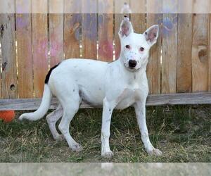 Border Collie-Unknown Mix Dogs for adoption in West Valley, UT, USA