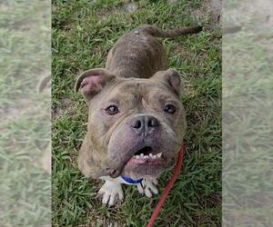 American Staffordshire Terrier Dogs for adoption in Fort Lauderdale, FL, USA