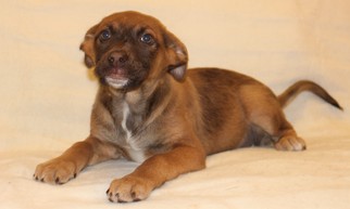 Medium Photo #3 Mutt Puppy For Sale in Modesto, CA, USA