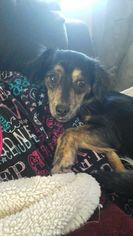Chiweenie Dogs for adoption in Alexandria, MN, USA