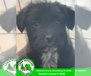 Goldendoodle (Miniature) Dogs for adoption in Stroudsburg, PA, USA