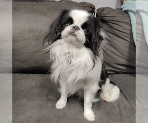 Medium Photo #1 Japanese Chin Puppy For Sale in St. Louis Park, MN, USA