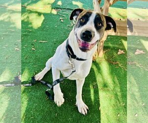 Boxer-Pointer Mix Dogs for adoption in Clarkesville, GA, USA