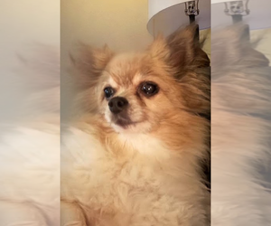 Pomeranian-Unknown Mix Dogs for adoption in Elmsford, NY, USA