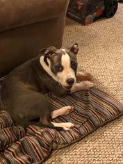 American Pit Bull Terrier Dogs for adoption in Princeton, MN, USA