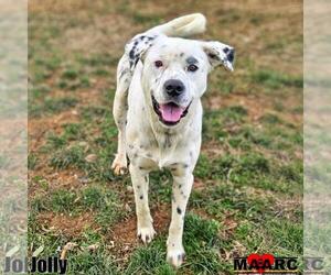 Catahoula Leopard Dog-Labrador Retriever Mix Dogs for adoption in Maryville, TN, USA