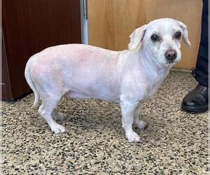 Dachshund-Unknown Mix Dogs for adoption in Tracy, CA, USA