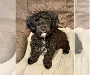 Poodle (Miniature)-Unknown Mix Dogs for adoption in Staten Island, NY, USA