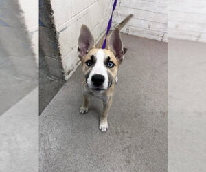 Gerberian Shepsky Dogs for adoption in San Bernardino, CA, USA