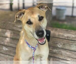 American Pit Bull Terrier-Unknown Mix Dogs for adoption in Tulsa, OK, USA