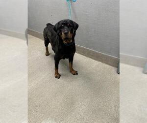 Rottweiler-Unknown Mix Dogs for adoption in Las Vegas, NV, USA
