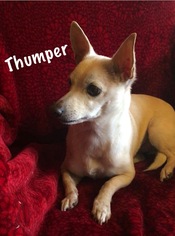 Chihuahua Dogs for adoption in Redding, CA, USA