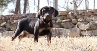 Small Black and Tan Coonhound Mix
