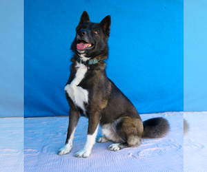 Akita-Border Collie Mix Dogs for adoption in Pasadena, CA, USA