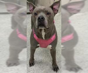 American Pit Bull Terrier Dogs for adoption in Conroe, TX, USA