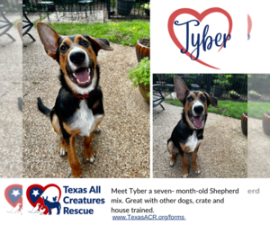 German Shepherd Dog-Unknown Mix Dogs for adoption in Lillian, TX, USA