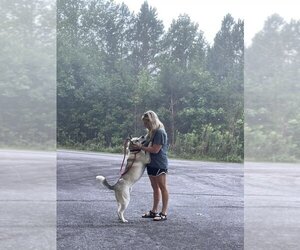 Akita-Huskies  Mix Dogs for adoption in Clarkesville, GA, USA
