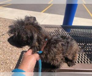 Maltipoo Dogs for adoption in Grand Junction, CO, USA