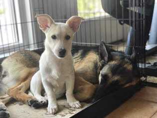 Sheprador Dogs for adoption in Bronx, NY, USA