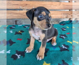 Chihuahua-Unknown Mix Dogs for adoption in Chico, CA, USA