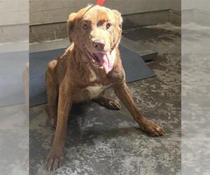 Labrador Retriever-Unknown Mix Dogs for adoption in Camarillo, CA, USA