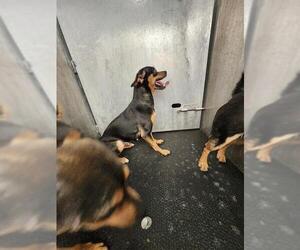 Chihuahua-Unknown Mix Dogs for adoption in San Antonio, TX, USA