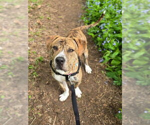 American Pit Bull Terrier Dogs for adoption in Waterford, VA, USA