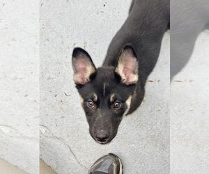German Shepherd Dog-Huskies Mix Dogs for adoption in San Diego, CA, USA