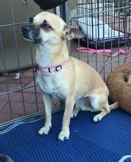 Chihuahua-Unknown Mix Dogs for adoption in CHANDLER, AZ, USA