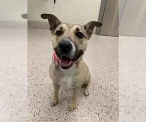 Black Mouth Cur Dogs for adoption in Brighton, CO, USA