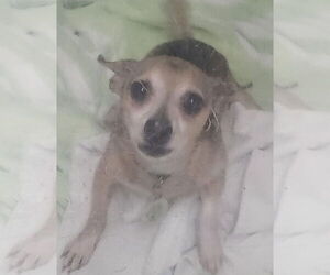 Chihuahua Dogs for adoption in Oakland Park, FL, USA