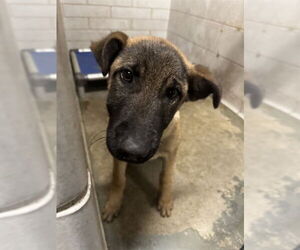 German Shepherd Dog Dogs for adoption in Stockton, CA, USA