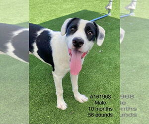 American Pit Bull Terrier-Unknown Mix Dogs for adoption in Calgary, Alberta, Canada