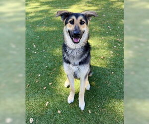German Shepherd Dog Dogs for adoption in Salinas, CA, USA