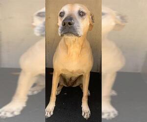 Labrador Retriever-Staffordshire Bull Terrier Mix Dogs for adoption in San Antonio, TX, USA