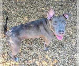 Staffordshire Bull Terrier-Unknown Mix Dogs for adoption in Anniston, AL, USA