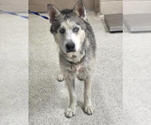 Siberian Husky-Unknown Mix Dogs for adoption in Conroe, TX, USA