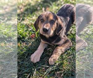 Labbe Dogs for adoption in Holly Springs, NC, USA