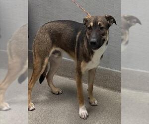 German Shepherd Dog-Unknown Mix Dogs for adoption in Las Vegas, NV, USA