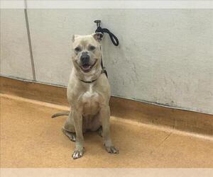 American Pit Bull Terrier-Unknown Mix Dogs for adoption in Martinez, CA, USA