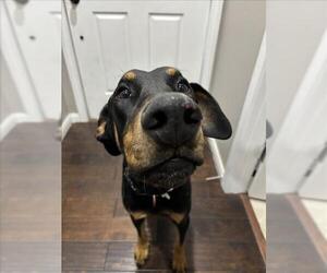 Doberman Pinscher-Unknown Mix Dogs for adoption in Las Vegas, NV, USA