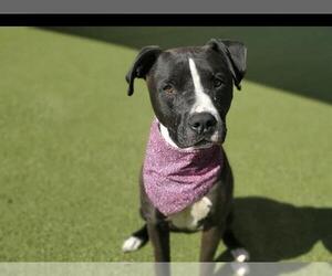 American Pit Bull Terrier Dogs for adoption in Placerville, CA, USA