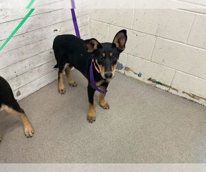 Doberman Pinscher Dogs for adoption in San Bernardino, CA, USA