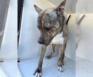 Mutt Dogs for adoption in Houston, TX, USA